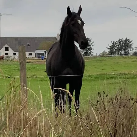 Horse Estate Farm - Beautiful Surroundings *